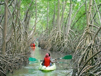 Kayak dans la mangrove avec Yalode